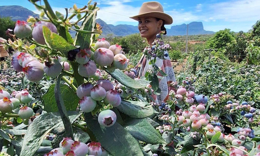 Morango e frutas vermelhas