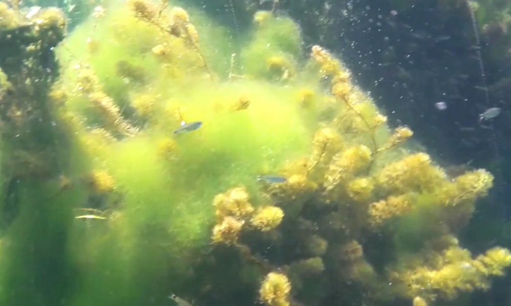 poco_azul_olhos_d_agua_07